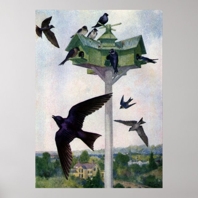 Affiches Martins pourpres et leur maison d'oiseaux (Devant)