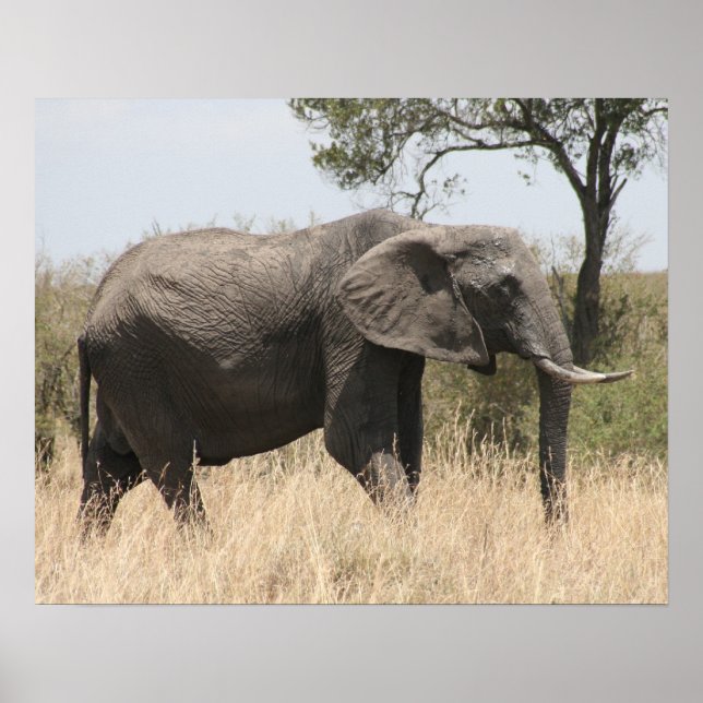 Affiches masaï des éléphants (Devant)