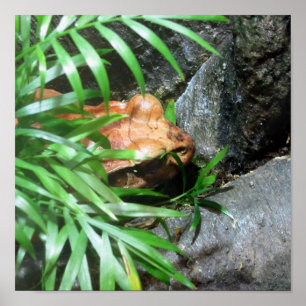 Affiches Masquer la grenouille