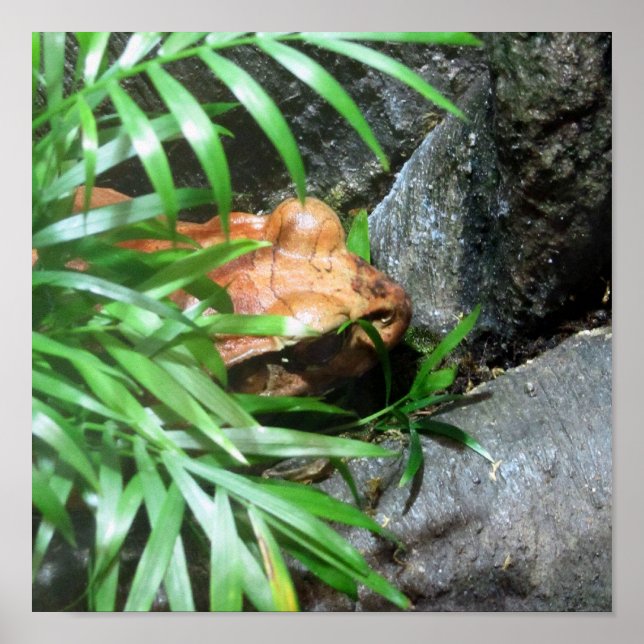 Affiches Masquer la grenouille (Devant)