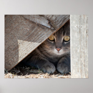 Affiches Masquer un Kitty