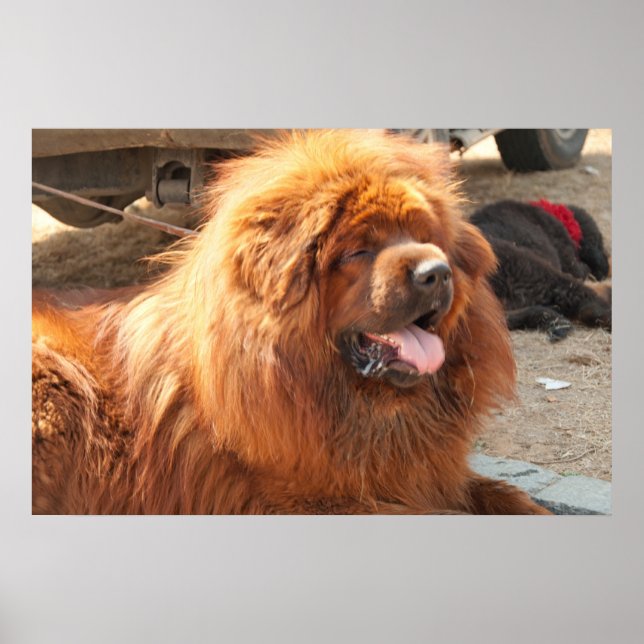 Affiches Mastiff tibétain rouge (Devant)