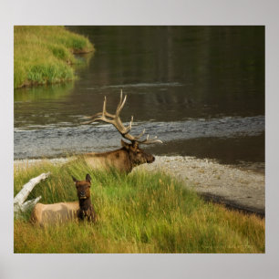 Affiches Mates de Yellowstone Imprimer
