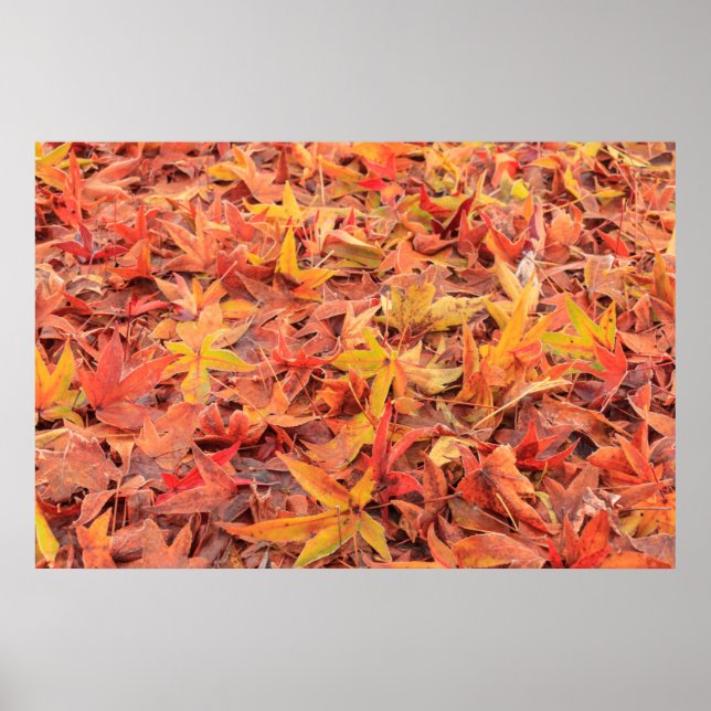 Affiches matinée gelée, Mill Creek, WA, États-Unis (Devant)