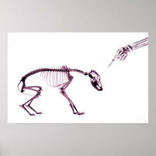 Affiches Mauvais Chien Xray Squelette blanc rose