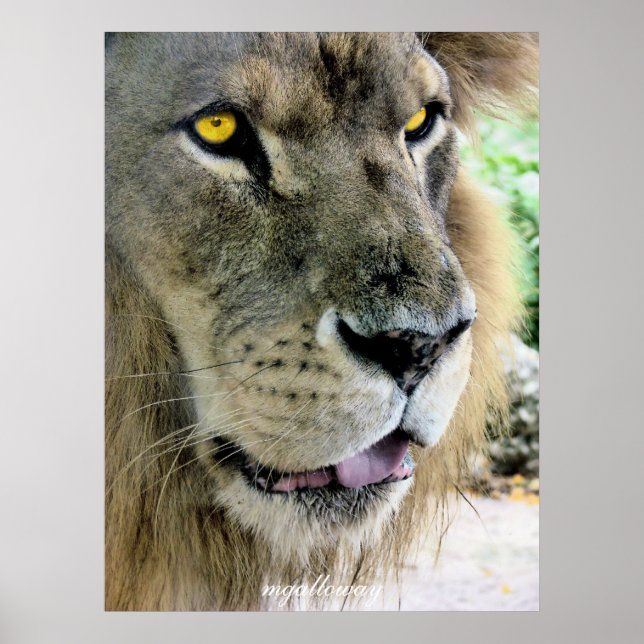 Affiches Maximus (Devant)