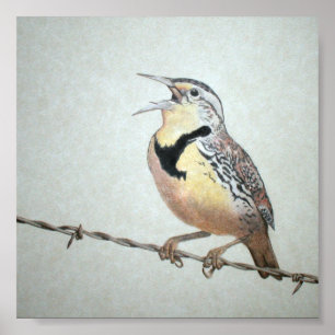 Affiches Meadowlark