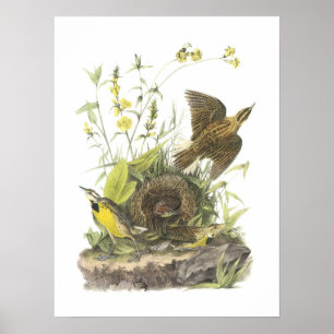 Affiches Meadowlark oriental par Audubon