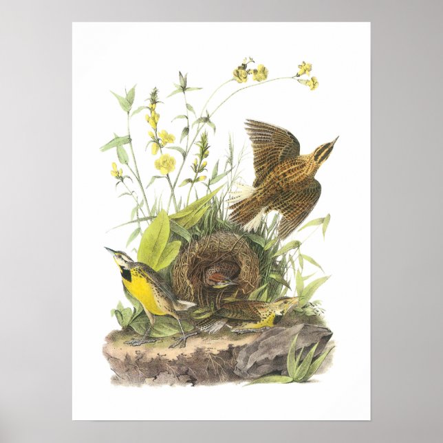 Affiches Meadowlark oriental par Audubon (Devant)