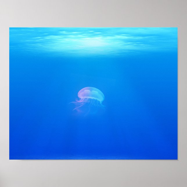 Affiches méduse-698521 CRÉATURES DE MER ANIMAUX OCÉAN BLEU (Devant)