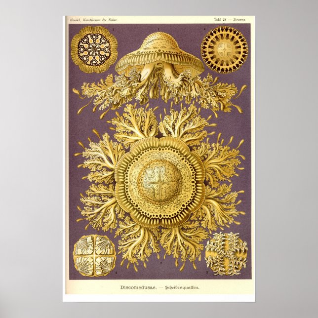 Affiches Méduse - Discomedusae - Ernst Haeckel (Devant)