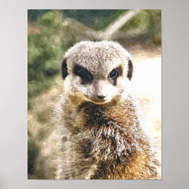 AFFICHES MEERKAT (Devant)