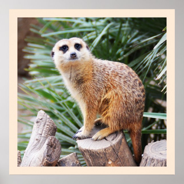 Affiches Meerkat (Devant)