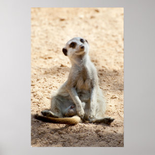 Affiches Meerkat