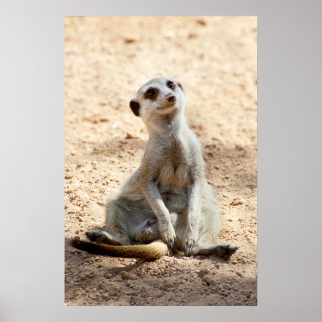 Affiches Meerkat (Devant)