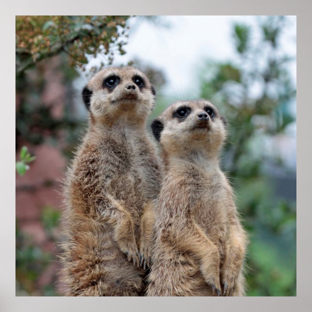 Affiches Meerkat 013 (Devant)