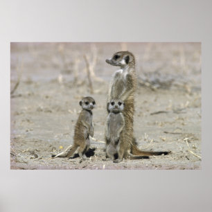 Affiches Meerkat Baby Sitter And Pups (Suricata Suricata)