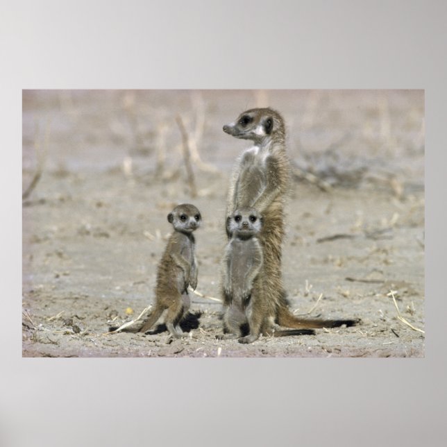 Affiches Meerkat Baby Sitter And Pups (Suricata Suricata) (Devant)