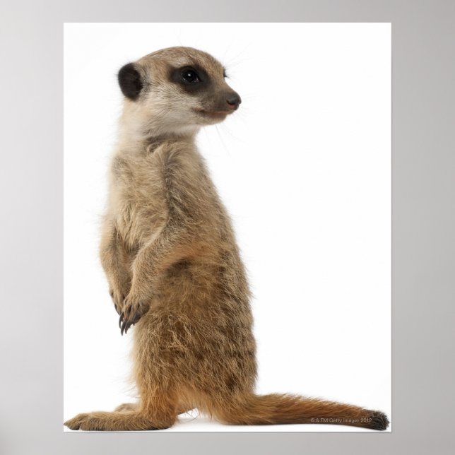 Affiches Meerkat or Suricate - Suricata suricatta (Devant)