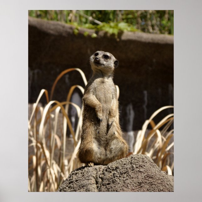 Affiches Meerkat Poser (Devant)