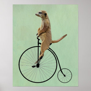 Affiches Meerkat sur Black Penny Farthing