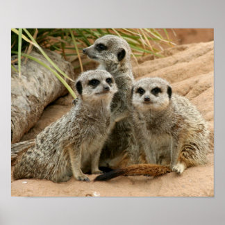 Affiches Meerkats à l'affût