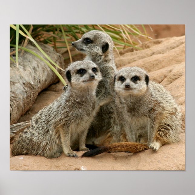 Affiches Meerkats à l'affût (Devant)