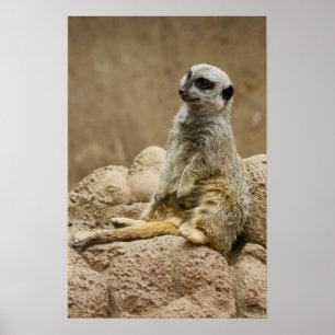 Affiches Meetkat Posterq