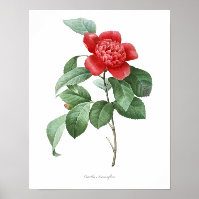 Affiches MEILLEURE QUALITÉ Imprimerie botanique de Camellia (Devant)