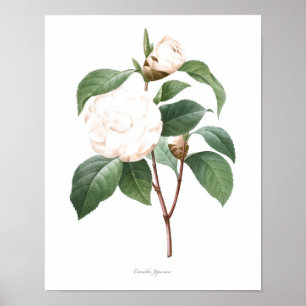 Affiches MEILLEURE QUALITÉ Imprimerie botanique de Camellia