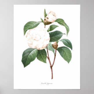 Affiches MEILLEURE QUALITÉ Imprimerie botanique de Camellia
