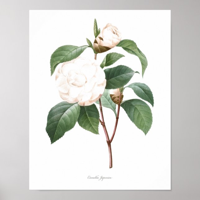 Affiches MEILLEURE QUALITÉ Imprimerie botanique de Camellia (Devant)