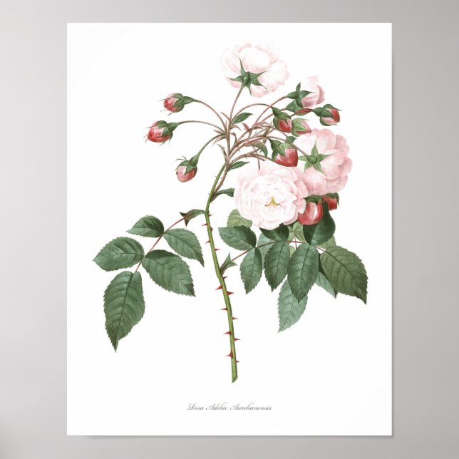 Affiches MEILLEURE QUALITÉ Imprimerie botanique du Rose Ade (Devant)