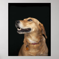 Mélange Golden Lab beagle en regard sur le côté