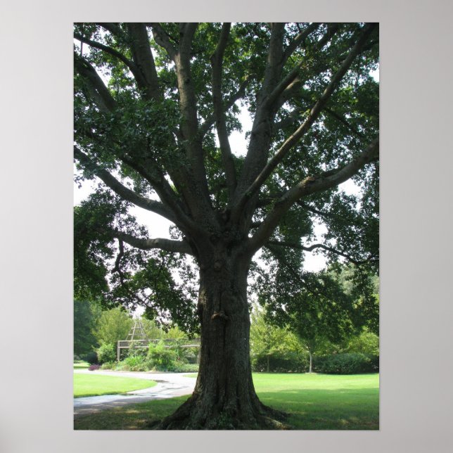 Affiches Membres (Devant)