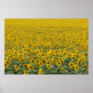 Affiches Mer des Tournesols