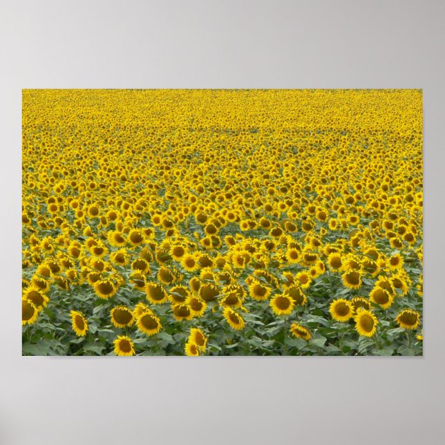 Affiches Mer des Tournesols (Devant)