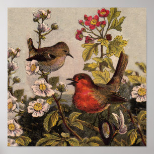 Affiches Merles de printemps Oiseaux rouges Ornithologie