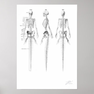 Affiches Mermaid Skeleton