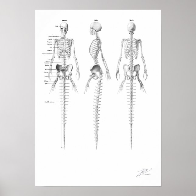Affiches Mermaid Skeleton (Devant)