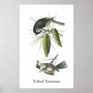 Affiches Mésange tuftée, John Audubon