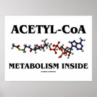 Métabolisme Acétyl-CoA à l'intérieur (molécule chi