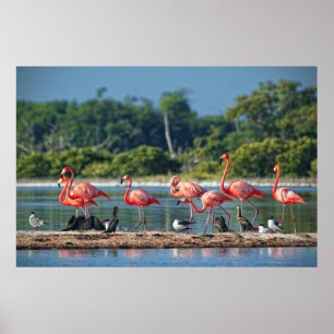 Affiches Mexique Rio Lagartos