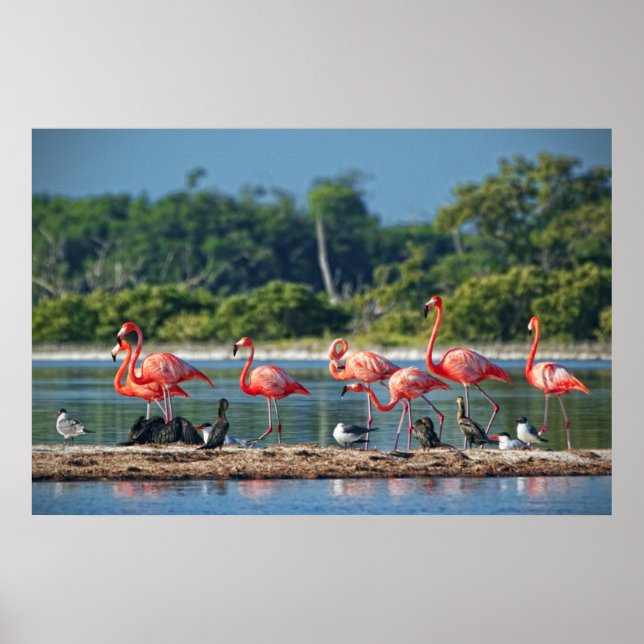 Affiches Mexique Rio Lagartos (Devant)