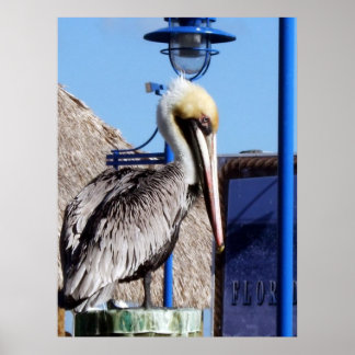 Affiches Miami Pelican
