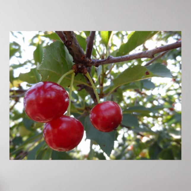 Affiches Michigan Cherries (Devant)