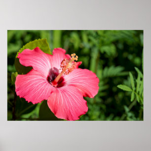 Affiches Michigan, Dearborn. Détail De L'Hibiscus Rose