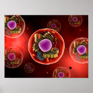 Affiches Microscopic View Of Animal Cell 2