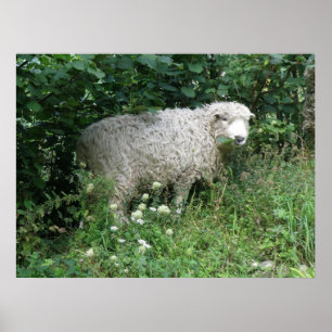 Affiches Mignonne Blanc Fluffy Sheep Manger Imprimer