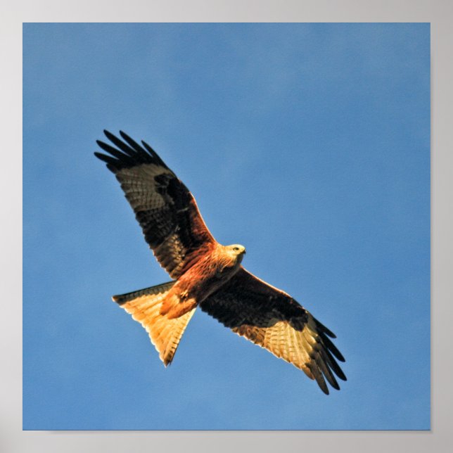 Affiches Milan Royal Oiseau de Proie (Devant)